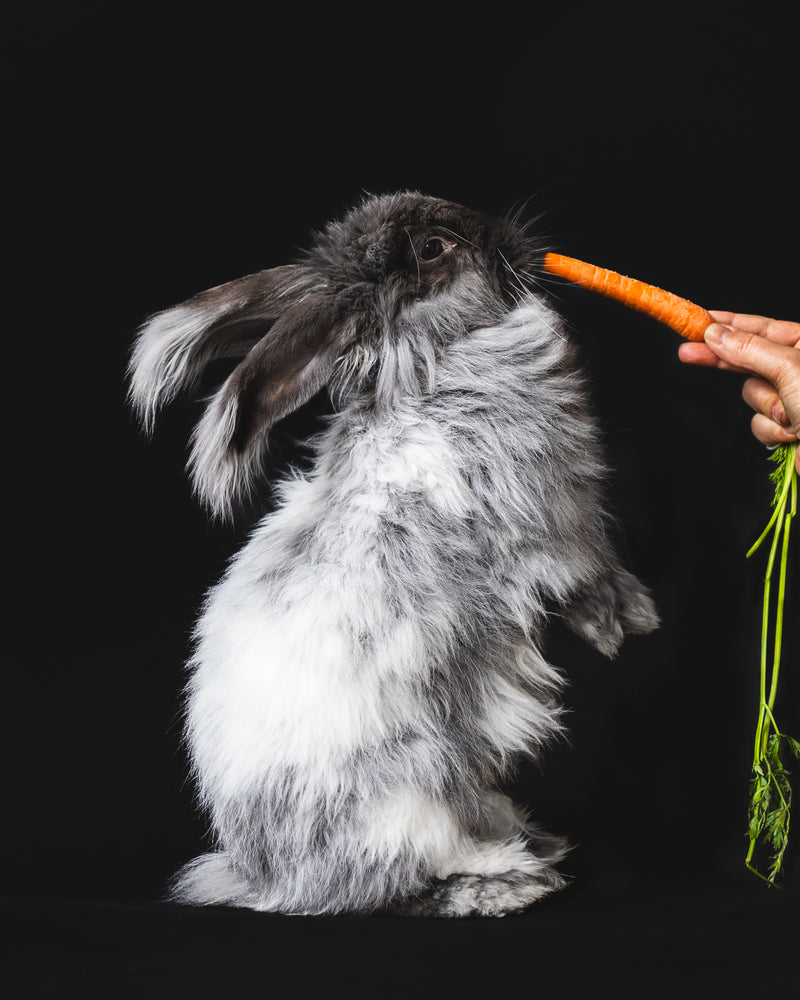 Miss Bun Bun